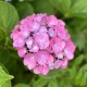 Hortensie roz Hortensie roz