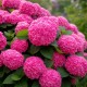 Hortensie Roz 20-30 cm (Alveola)