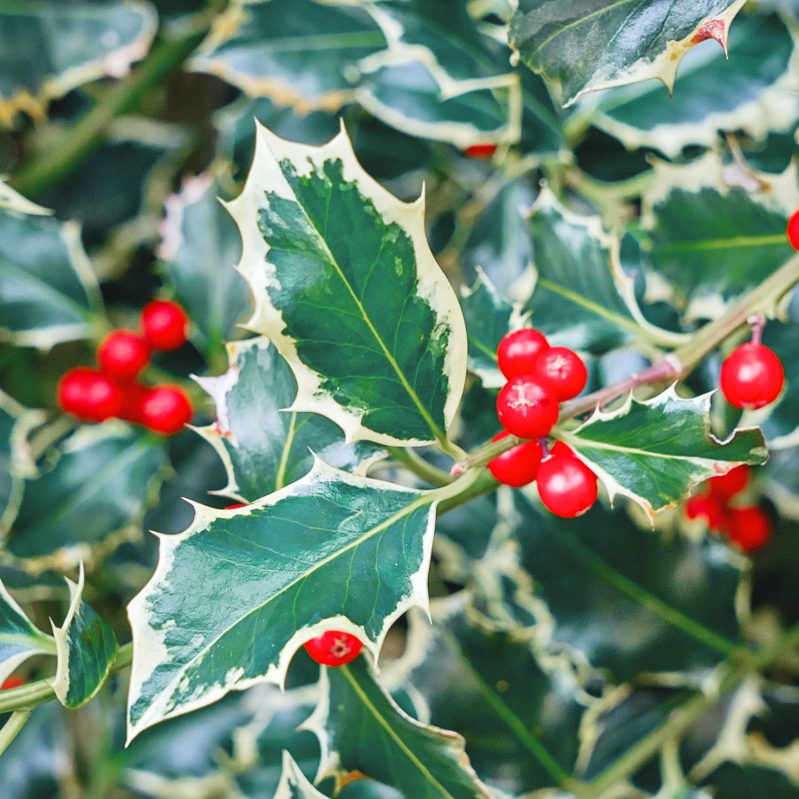 Ilex Argentea Marginata Ilex Argentea Marginata