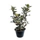 Ilex Argentea Marginata Ilex Argentea Marginata