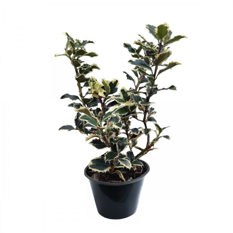 Ilex Argentea Marginata Ilex Argentea Marginata