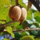 Kiwi Autofertil Jenny (Ghiveci)