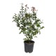Lagerstroemia roz 70-90 cm Ghiveci 24 cm Lagerstroemia roz 70-90 cm Ghiveci 24 cm