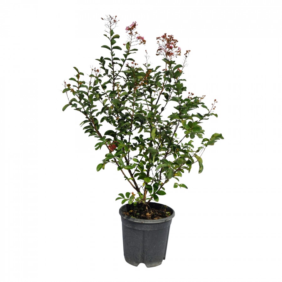 Lagerstroemia roz 70-90 cm Ghiveci 24 cm Lagerstroemia roz 70-90 cm Ghiveci 24 cm
