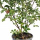 Lagerstroemia roz 70-90 cm Ghiveci 24 cm Lagerstroemia roz 70-90 cm Ghiveci 24 cm