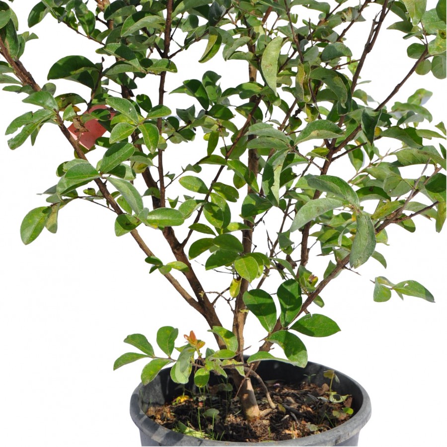 Lagerstroemia roz 70-90 cm Ghiveci 24 cm Lagerstroemia roz 70-90 cm Ghiveci 24 cm
