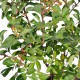 Lagerstroemia roz 70-90 cm Ghiveci 24 cm Lagerstroemia roz 70-90 cm Ghiveci 24 cm