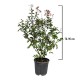 Lagerstroemia roz 70-90 cm Ghiveci 24 cm Lagerstroemia roz 70-90 cm Ghiveci 24 cm