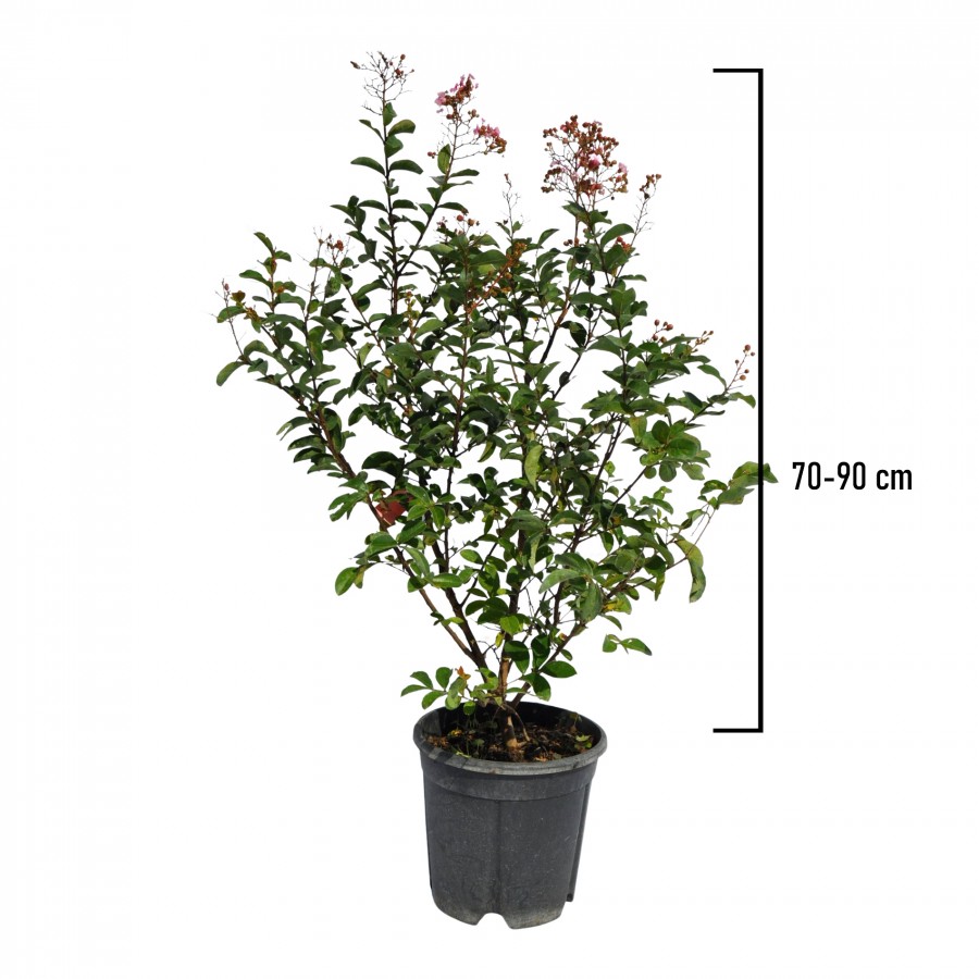 Lagerstroemia roz 70-90 cm Ghiveci 24 cm Lagerstroemia roz 70-90 cm Ghiveci 24 cm