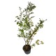 Lagerstroemia Alb 90-100 cm Ghiveci 16 cm Lagerstroemia Alb 90-100 cm Ghiveci 16 cm