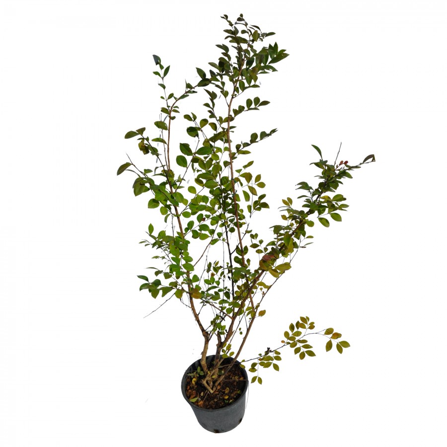 Lagerstroemia Alb 90-100 cm Ghiveci 16 cm Lagerstroemia Alb 90-100 cm Ghiveci 16 cm