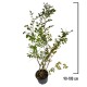 Lagerstroemia Mov 90-100 cm Ghiveci 16 cm Lagerstroemia Mov 90-100 cm Ghiveci 16 cm