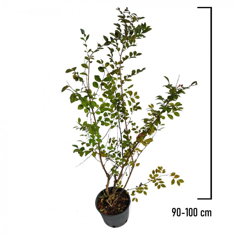 Lagerstroemia Mov 90-100 cm Ghiveci 16 cm Lagerstroemia Mov 90-100 cm Ghiveci 16 cm