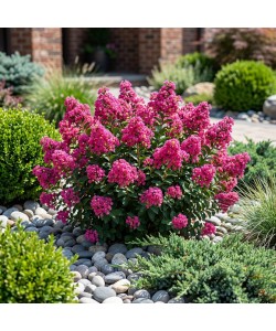 Lagerstroemia Pocomoke (Liliac indian pitic) 10-20 cm (alveola) Lagerstroemia Pocomoke (Liliac indian pitic) 10-20 cm (alveola)