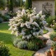 Lagerstroemia Indica Acoma (Liliac indian) Alb 30-40 cm (Alveola) Lagerstroemia Indica Acoma (Liliac indian) Alb 30-40 cm (Alveola)