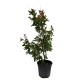 Lagerstroemia rosu - Liliac indian 1.0 - 1.20 m Lagerstroemia rosu - Liliac indian 1.0 - 1.20 m