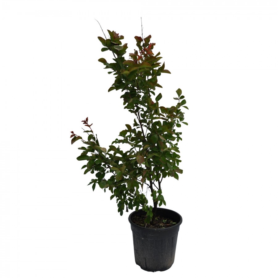 Lagerstroemia rosu - Liliac indian 1.0 - 1.20 m Lagerstroemia rosu - Liliac indian 1.0 - 1.20 m