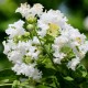 Lagerstroemia Alb 90-100 cm Ghiveci 16 cm Lagerstroemia Alb 90-100 cm Ghiveci 16 cm