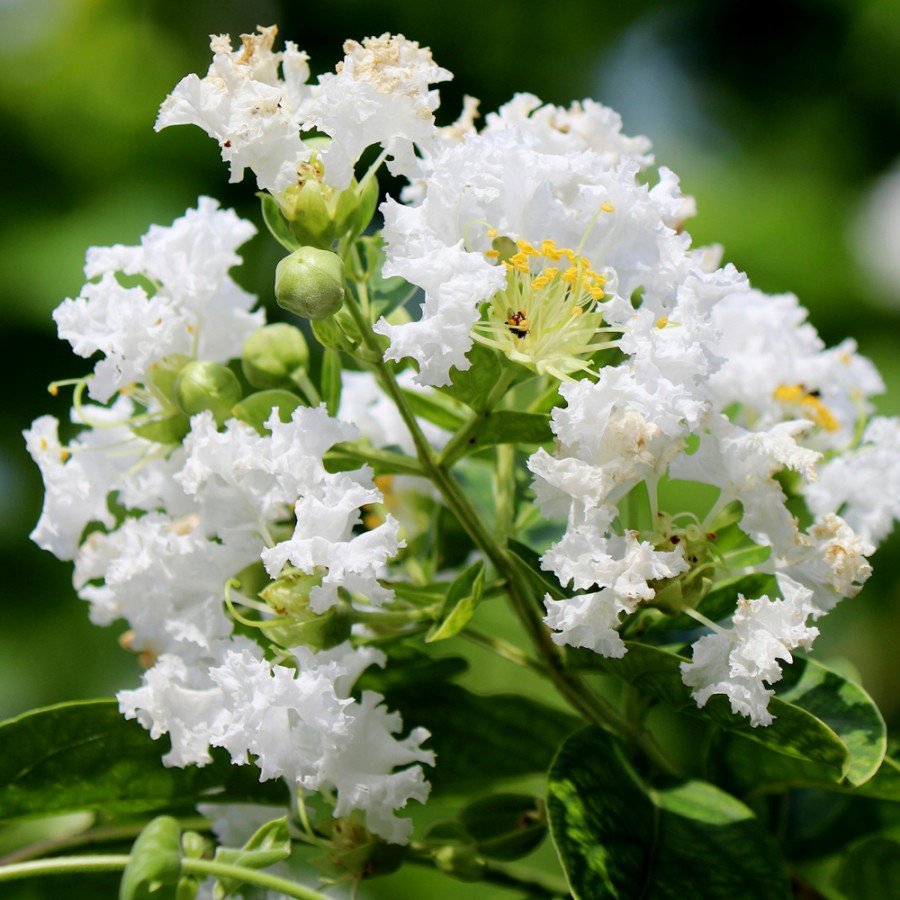Lagerstroemia Alb 90-100 cm Ghiveci 16 cm Lagerstroemia Alb 90-100 cm Ghiveci 16 cm
