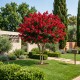 Lagerstroemia Dinamite (Liliac indian) Rosu 20-30 cm (Alveola) Lagerstroemia Dinamite (Liliac indian) Rosu 20-30 cm (Alveola)