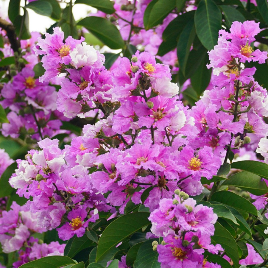 Lagerstroemia Mov 90-100 cm Ghiveci 16 cm Lagerstroemia Mov 90-100 cm Ghiveci 16 cm