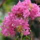 Lagerstroemia roz 70-90 cm Ghiveci 24 cm Lagerstroemia roz 70-90 cm Ghiveci 24 cm