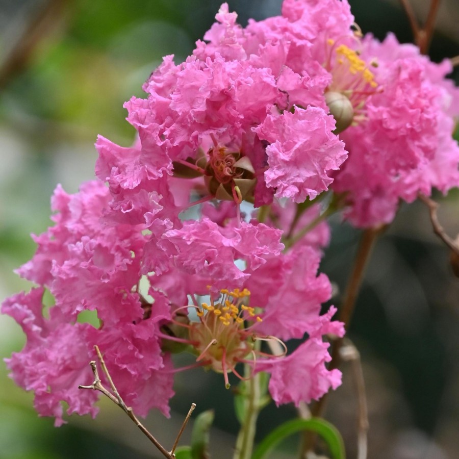 Lagerstroemia roz 70-90 cm Ghiveci 24 cm Lagerstroemia roz 70-90 cm Ghiveci 24 cm