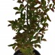 Lagerstroemia roz - Liliac indian 50-70 cm Lagerstroemia roz - Liliac indian 50-70 cm