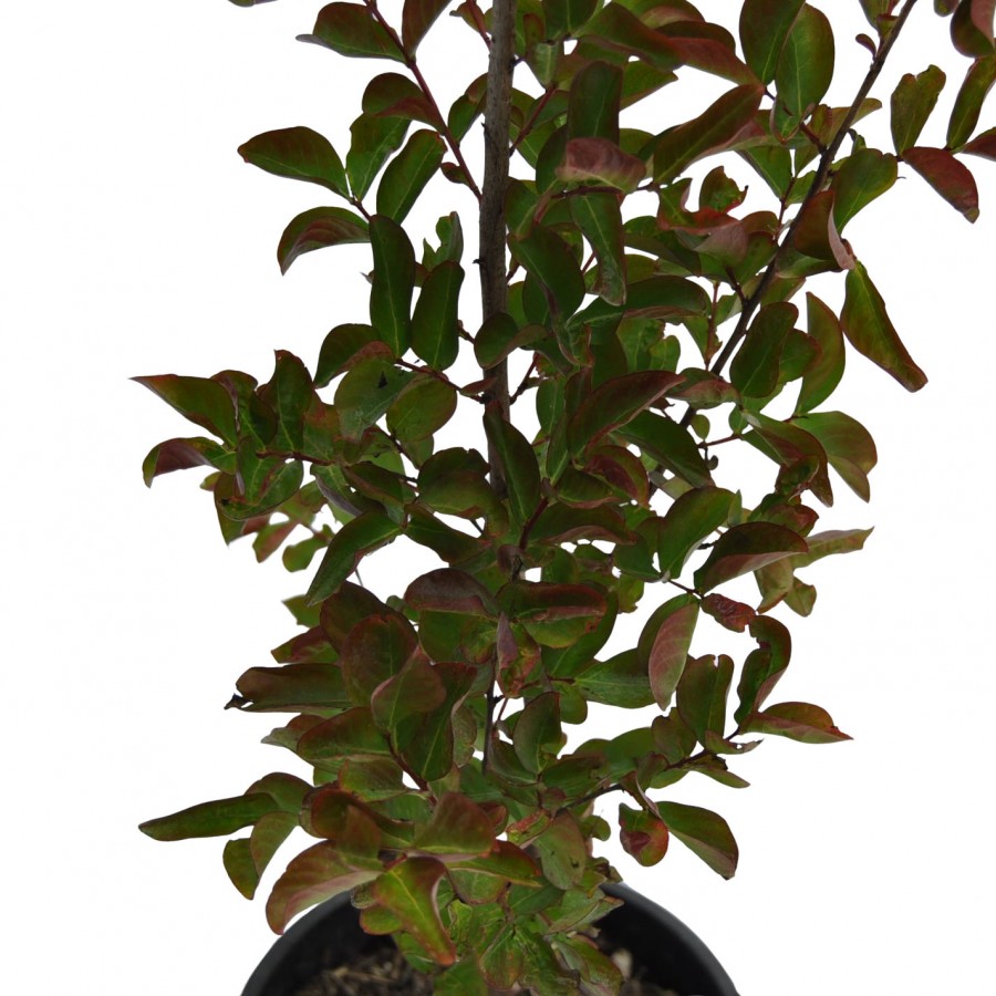 Lagerstroemia roz - Liliac indian 50-70 cm Lagerstroemia roz - Liliac indian 50-70 cm