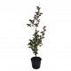Lagerstroemia roz - Liliac indian 50-70 cm Lagerstroemia roz - Liliac indian 50-70 cm