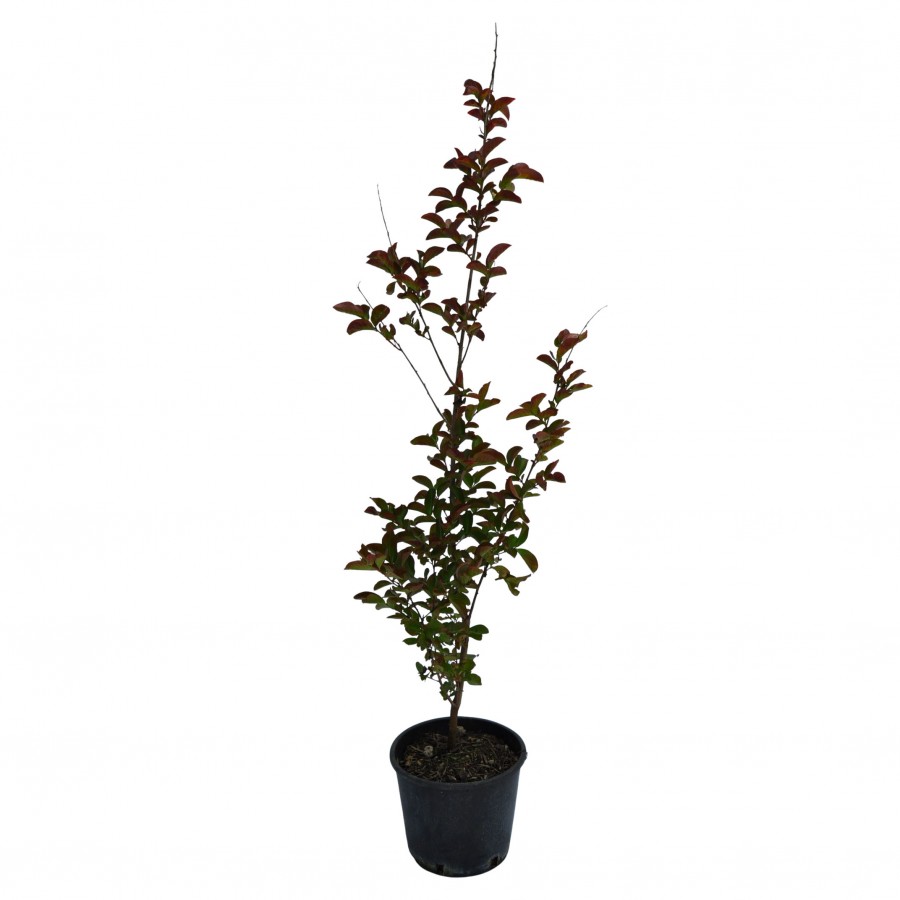 Lagerstroemia roz - Liliac indian 50-70 cm Lagerstroemia roz - Liliac indian 50-70 cm