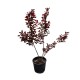 Lagerstroemia rosu - Liliac indian 50-70 cm