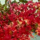 Lagerstroemia rosu - Liliac indian 1.0 - 1.20 m Lagerstroemia rosu - Liliac indian 1.0 - 1.20 m
