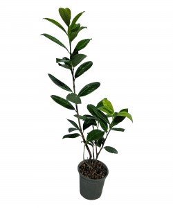 Laur Englezesc 20 - 40 cm Laur Englezesc 20 - 40 cm