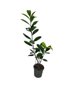 Laur Englezesc 20 - 40 cm Laur Englezesc 20 - 40 cm