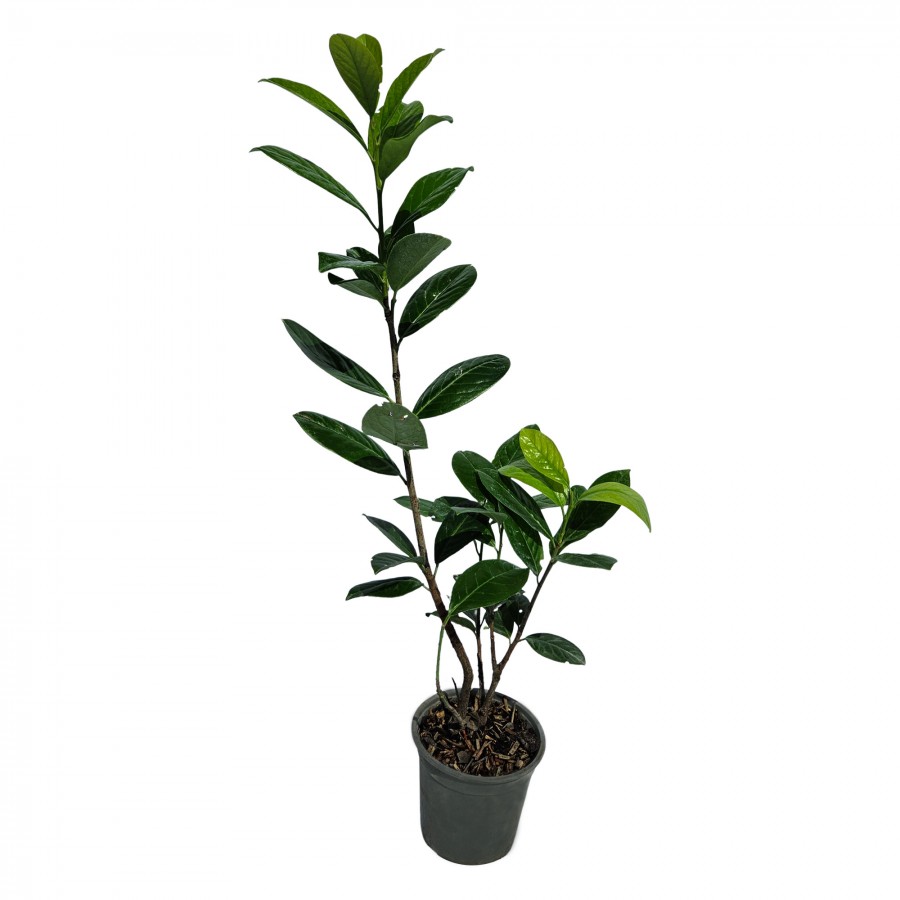 Laur Englezesc 20 - 40 cm Laur Englezesc 20 - 40 cm