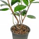 Laur Englezesc 20 - 40 cm Laur Englezesc 20 - 40 cm
