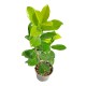 Laur Englezesc 20 - 40 cm Laur Englezesc 20 - 40 cm