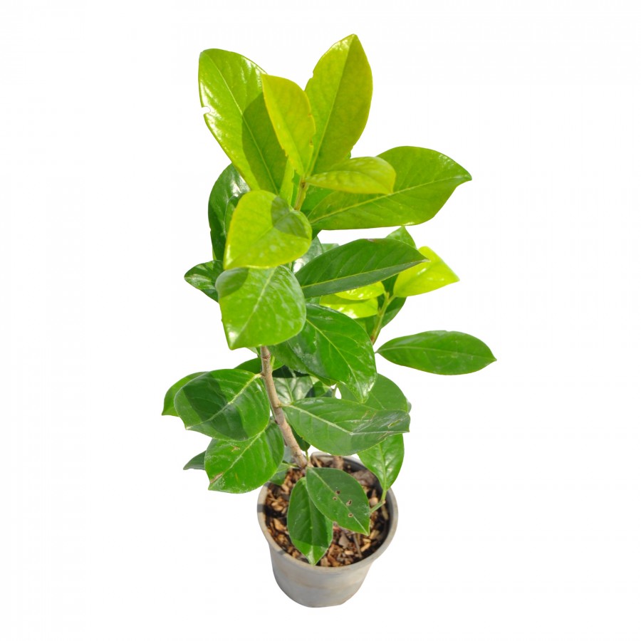 Laur Englezesc 20 - 40 cm Laur Englezesc 20 - 40 cm