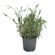 Lavanda (Lavandula angustifolia) 20–30 cm