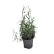 Lavanda (Lavandula angustifolia) 10–20 cm Lavanda (Lavandula angustifolia) 10–20 cm