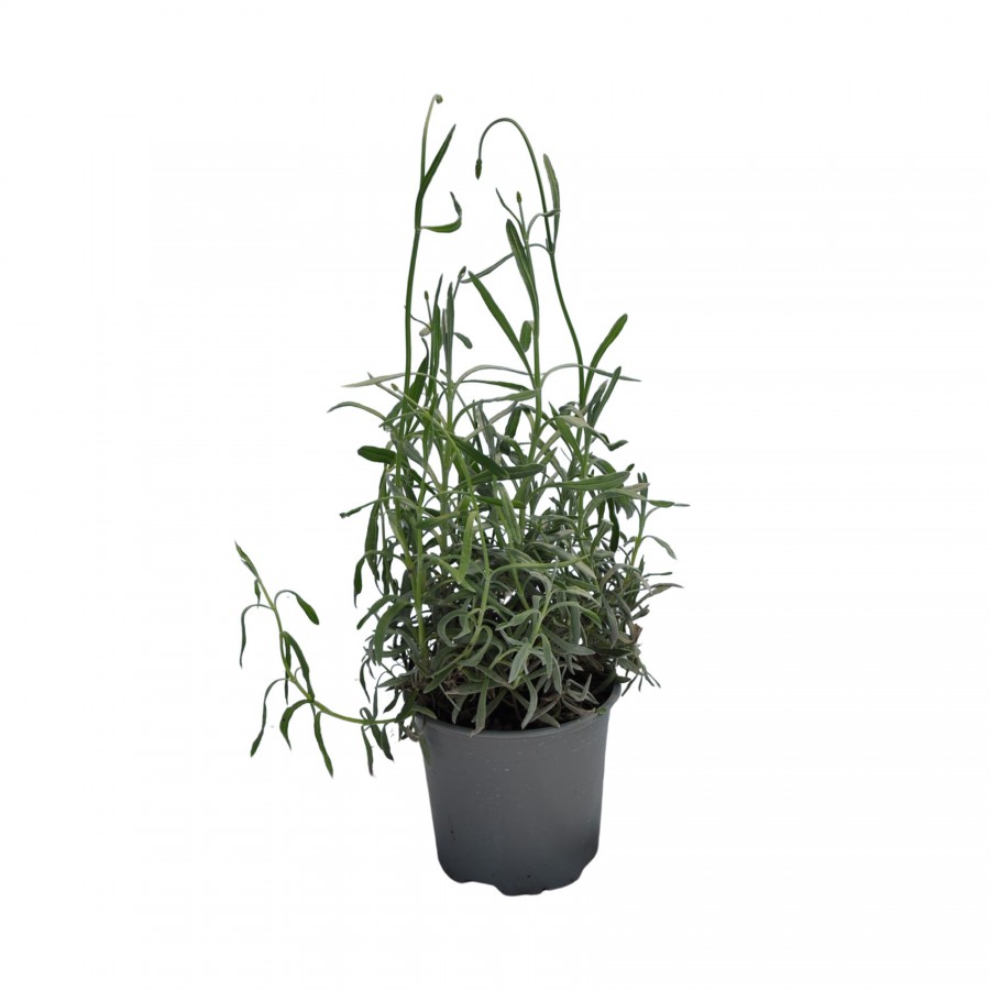 Lavanda (Lavandula angustifolia) 10–20 cm Lavanda (Lavandula angustifolia) 10–20 cm