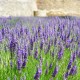 Lavanda (Lavandula angustifolia) 10–20 cm Lavanda (Lavandula angustifolia) 10–20 cm
