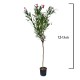 Leandru Pomișor Fucsia 1.2-1.4 m Leandru Pomișor Fucsia 1.2-1.4 m