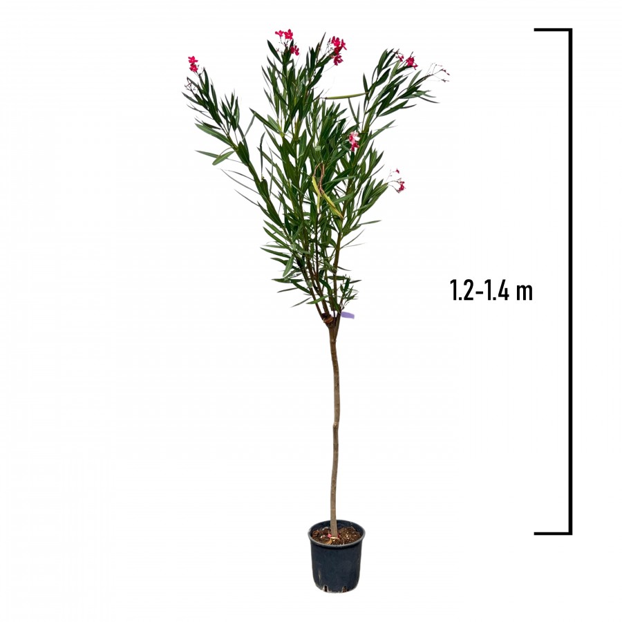Leandru Pomișor Fucsia 1.2-1.4 m Leandru Pomișor Fucsia 1.2-1.4 m