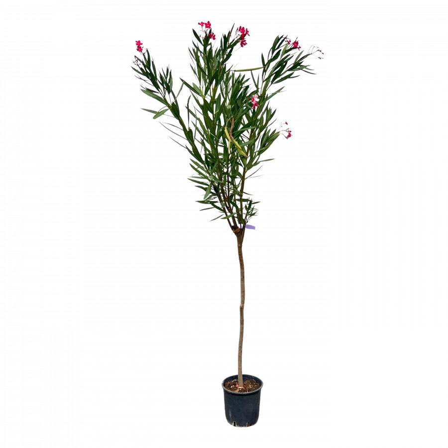 Leandru Pomișor Fucsia 1.2-1.4 m Leandru Pomișor Fucsia 1.2-1.4 m