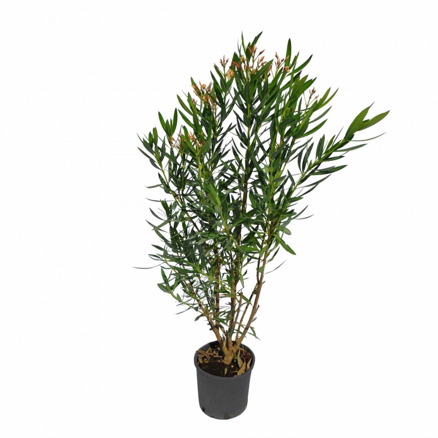 Leandru Tufă Corai 80-100 cm Leandru Tufă Corai 80-100 cm