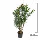 Leandru Tufă Corai 80-100 cm Leandru Tufă Corai 80-100 cm