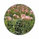 Leandru Tufă Corai 80-100 cm Leandru Tufă Corai 80-100 cm