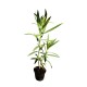 Leandru Soleil Levant 20-40 cm Leandru Soleil Levant 20-40 cm